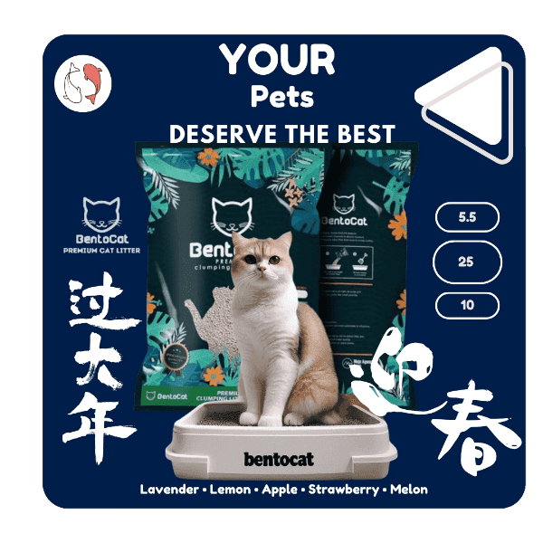 BentoCat